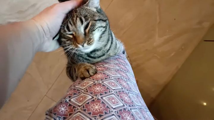 絶対に太ももからは離れない猫、何度降りてもすぐ元通り