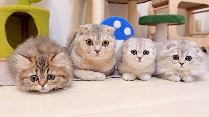 掃除を見守る猫達