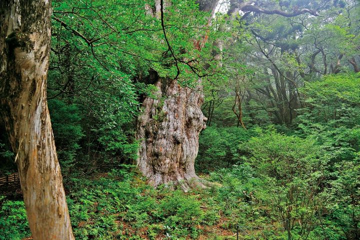 圧倒的な存在感を放つ「縄文杉」