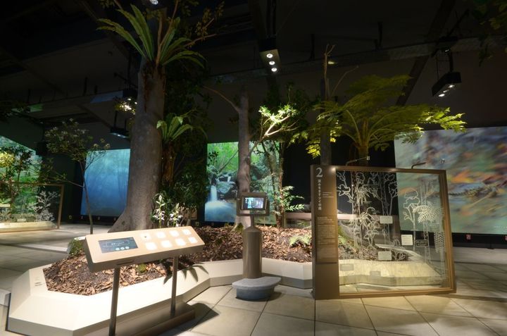 奄美の森が再現されたジオラマ