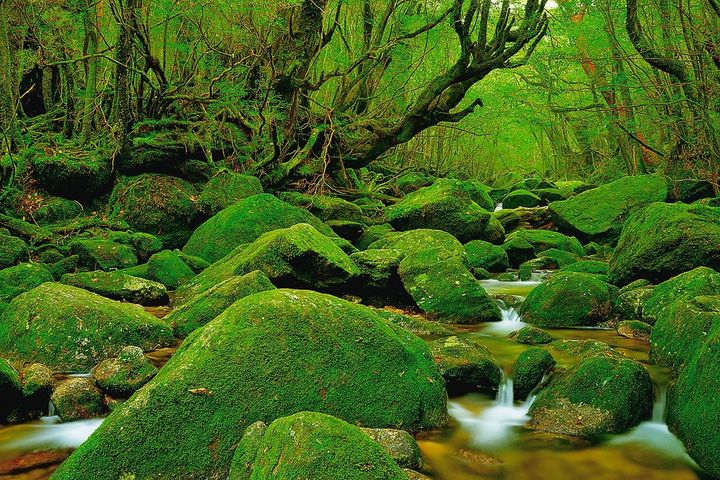 三叉路周辺の沢