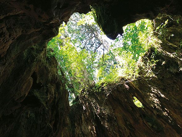 空がハート形に見える「ウィルソン株」