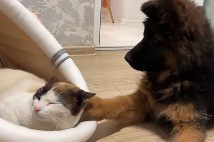 遊びたすぎる子犬さんが猫さんの眠りを阻害…猫さんの反応は？