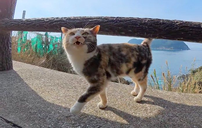 話しかけてきた猫