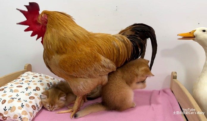 ニワトリと遊ぶ子猫