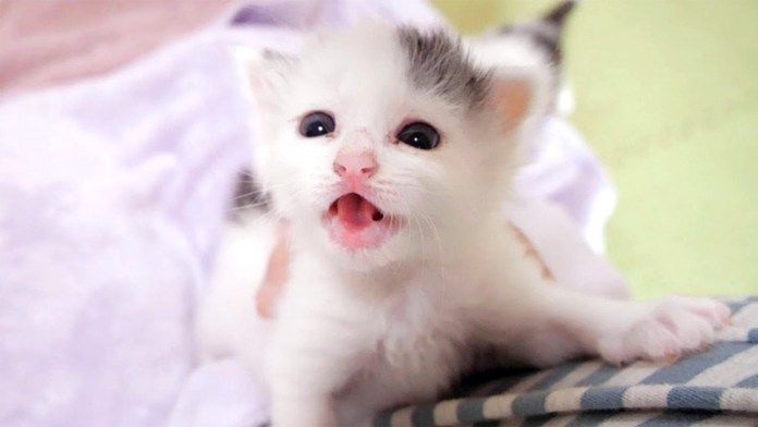 ママに登る子猫