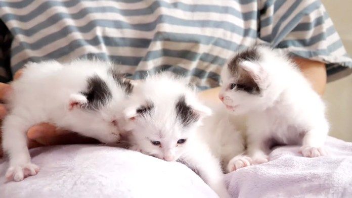 ママの膝で甘える子猫達