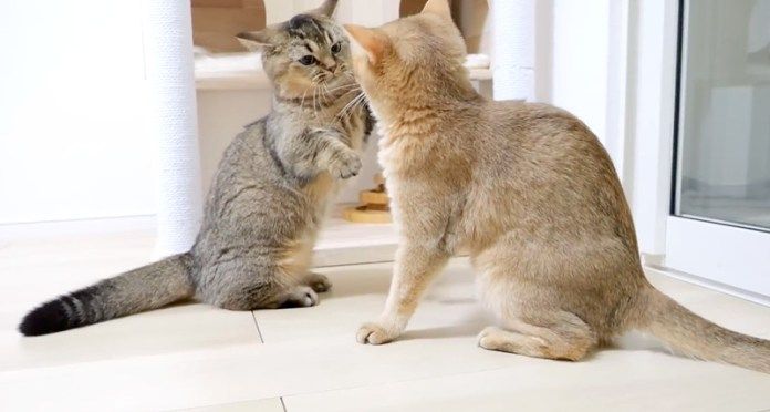 ケンカを始めた母猫と姉猫