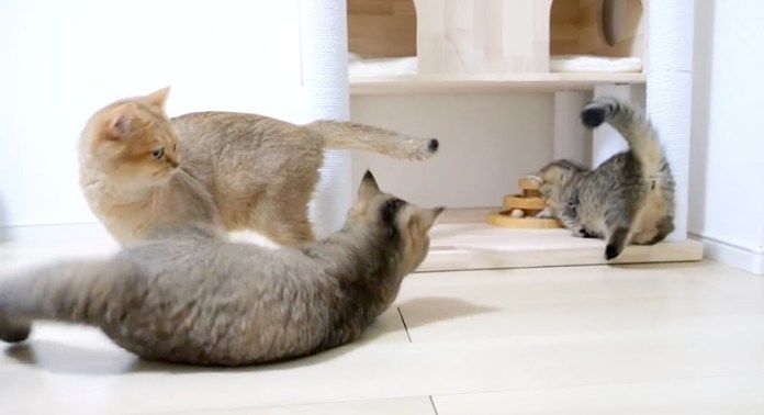 ケンカを止める子猫