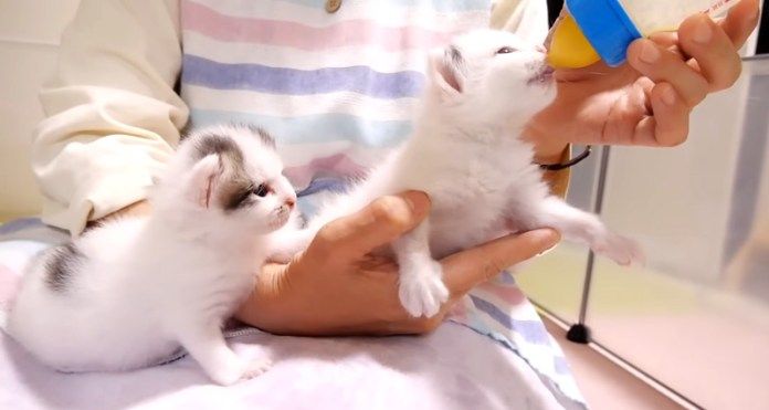 ミルクを飲む子猫