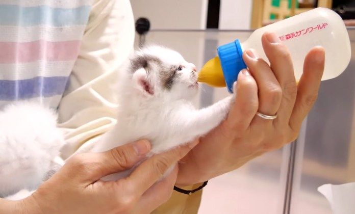 ミルクを飲む子猫