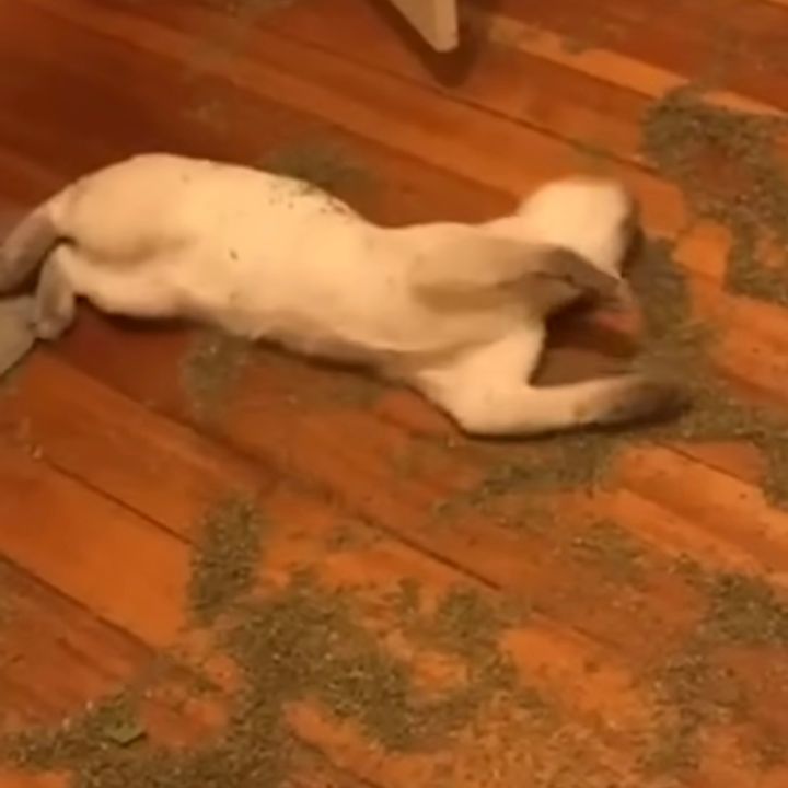 ハイになり多幸感に寝転がる猫、キャットニップの海にまみれて