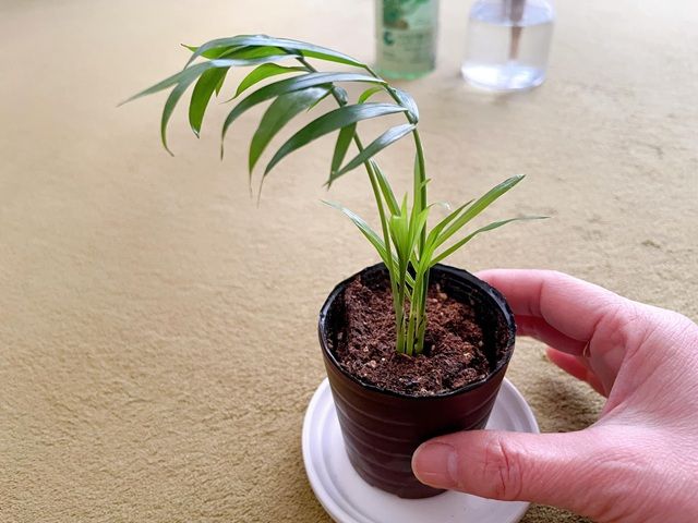 ダイソー ミニ観葉植物 テーブルヤシ 