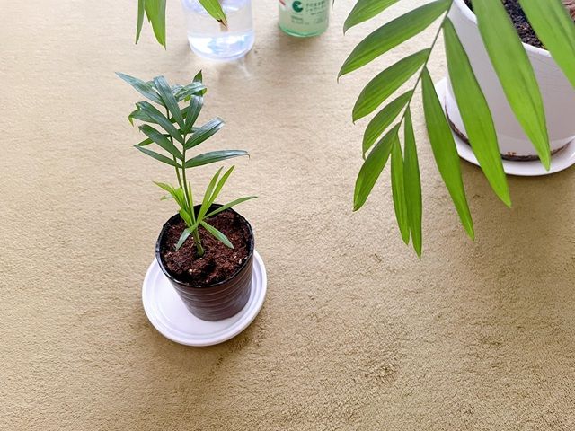 ダイソー ミニ観葉植物 テーブルヤシ