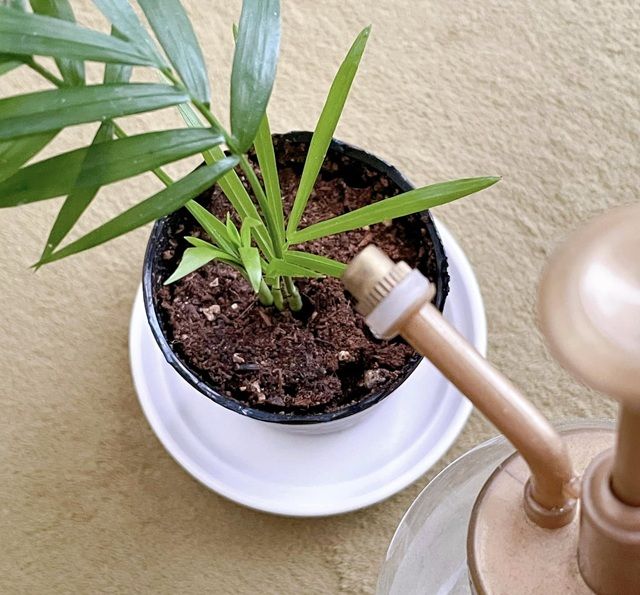 ダイソー ミニ観葉植物 テーブルヤシ 水やり、葉水