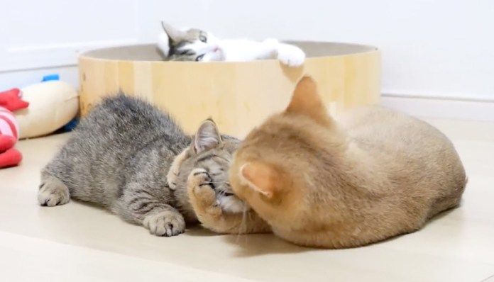 激しく毛づくろいする母猫