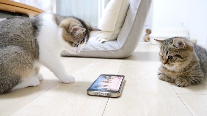 スマホが気になる子猫達