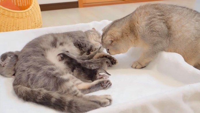 子猫達のことが気になる兄猫