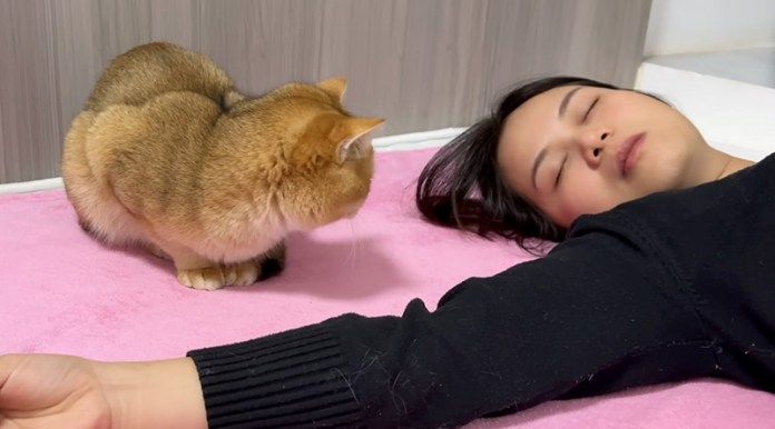 飼い主さんをじっと見る猫