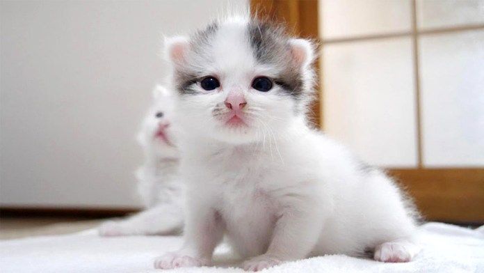 ミルクの順番を待つ子猫