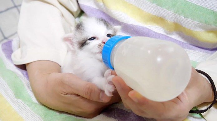ミルクを飲む子猫