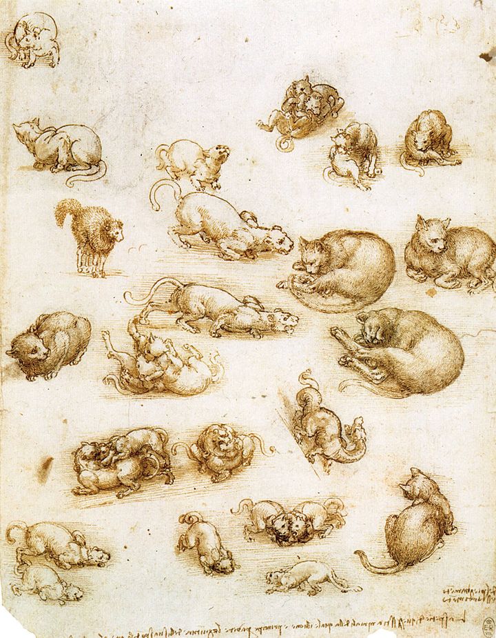 レオナルド・ダ・ヴィンチ「手稿より『猫』」