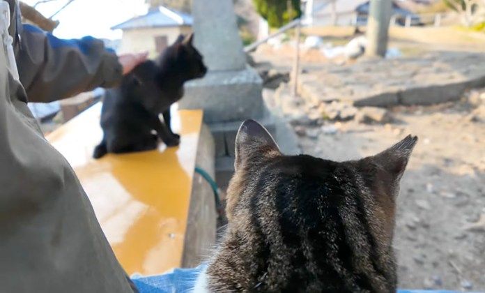 撫でられる黒猫