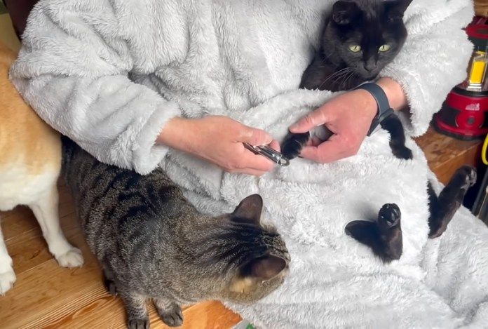 爪を切られる猫