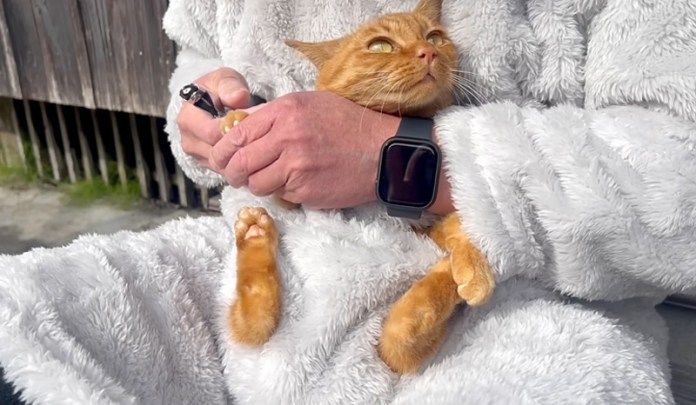 爪を切られる猫