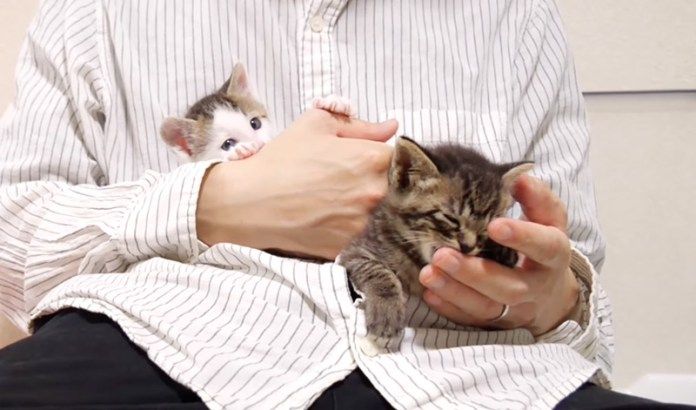 パパに甘える子猫達