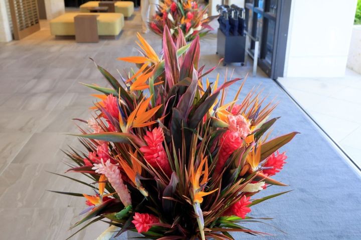 ロビーの観葉植物