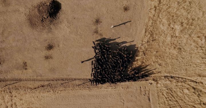 ブラックアルパカの群れを上空から撮影した写真