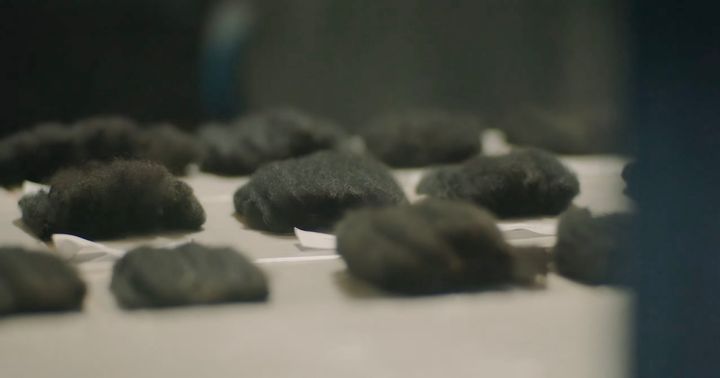 刈り取ったブラックアルパカの毛