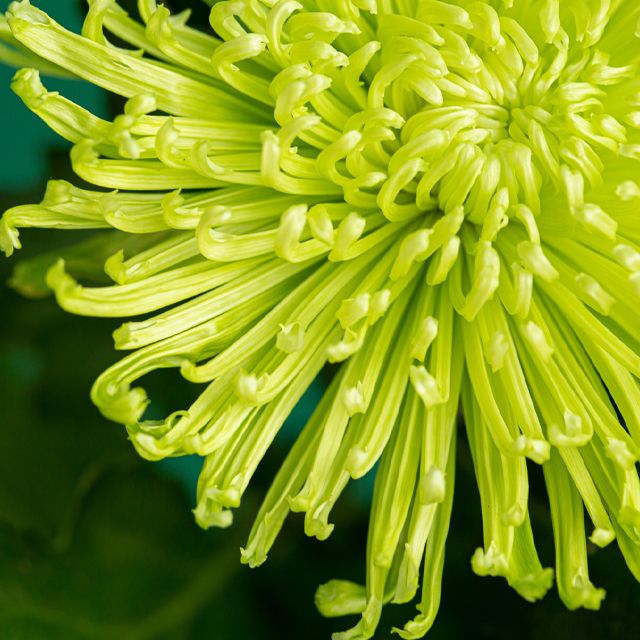 11月生まれのシンボルフラワーは菊