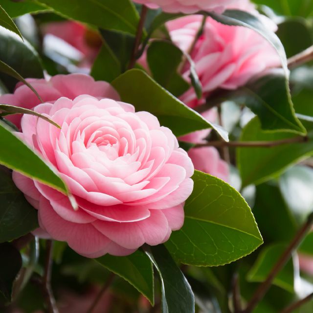 12月のシンボルフラワー 椿