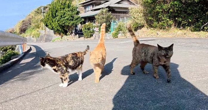 3匹の猫達