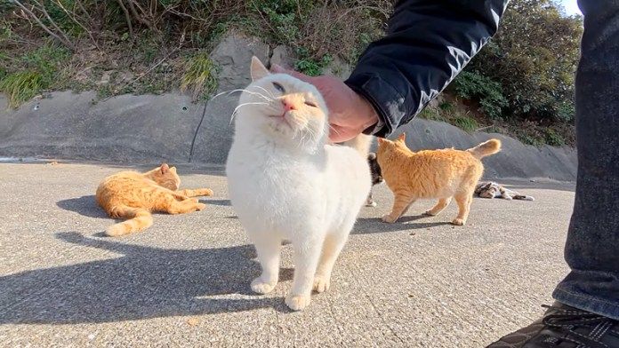撫でられる猫