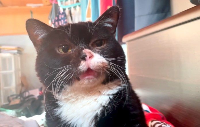 起こしに来た猫