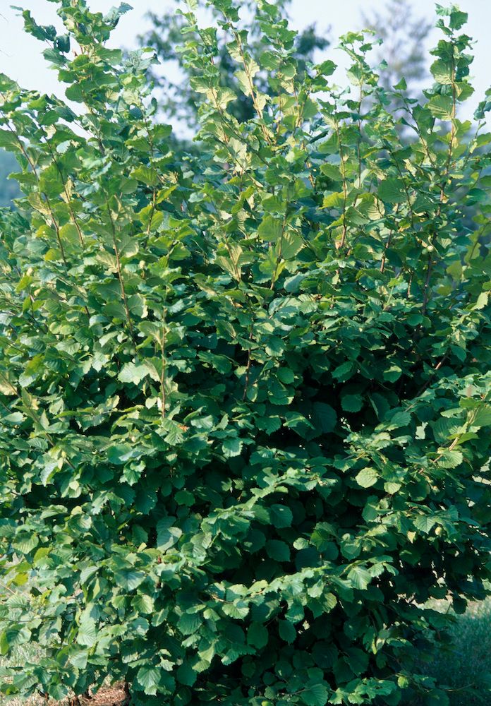 ヘーゼルナッツ