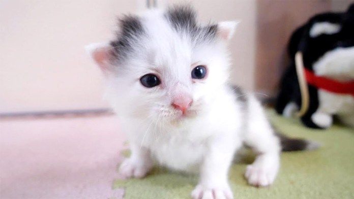 パンダから落下した子猫