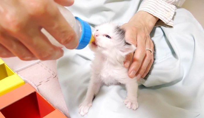 ミルクを飲む子猫
