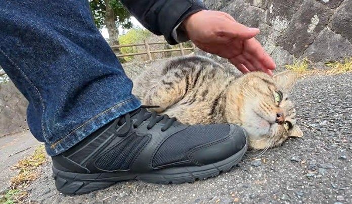 ゴロンと寝転がる猫