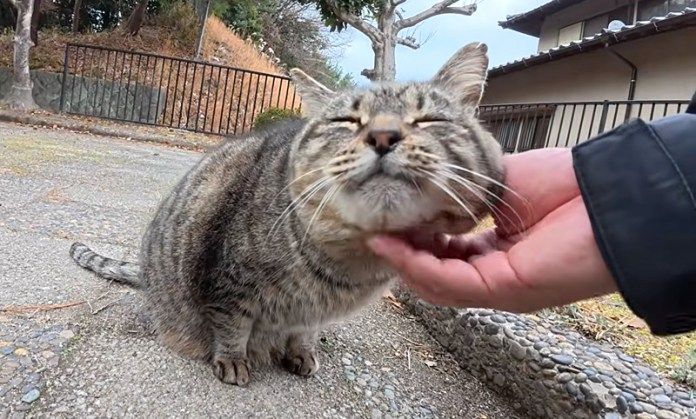 ナデナデされる猫