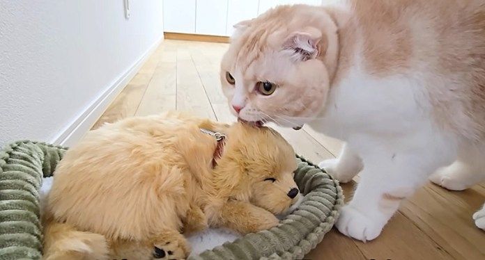 子犬を毛づくろいする猫