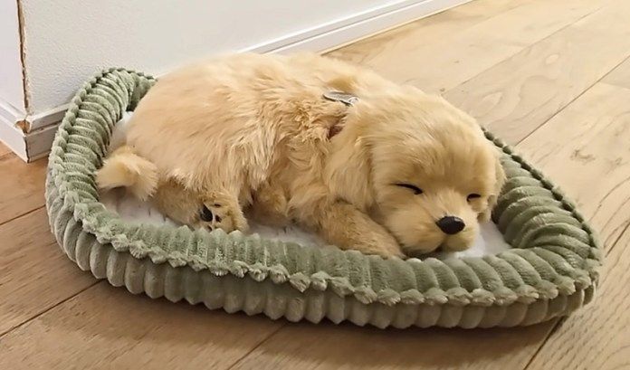 売れ残っていた子犬