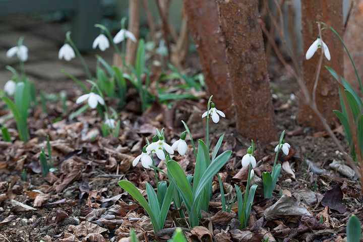 スノードロップ