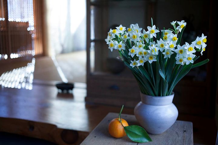 スイセンのあしらい