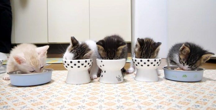 ご飯を食べる子猫達