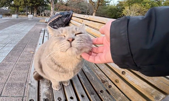 ナデナデされる猫
