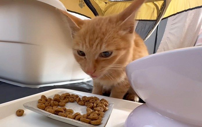 ご飯を食べる子猫